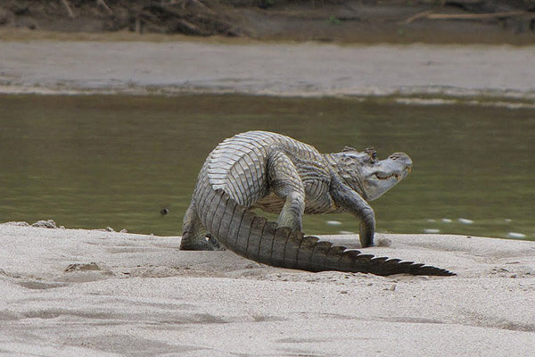Spectacled Caiman