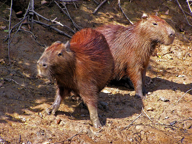 Capibara