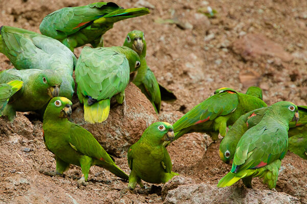 Amazon Harinoso parrot in a lodge in Tambopata