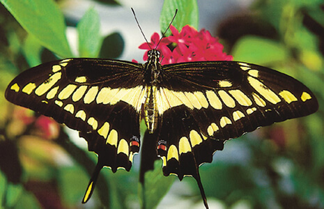 Butterfly of orange
