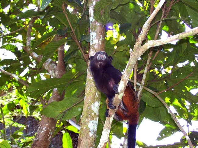 Tamarin Monkey